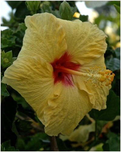 Hibiscus_4_04.jpg
